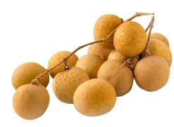 BET9九州app网址源